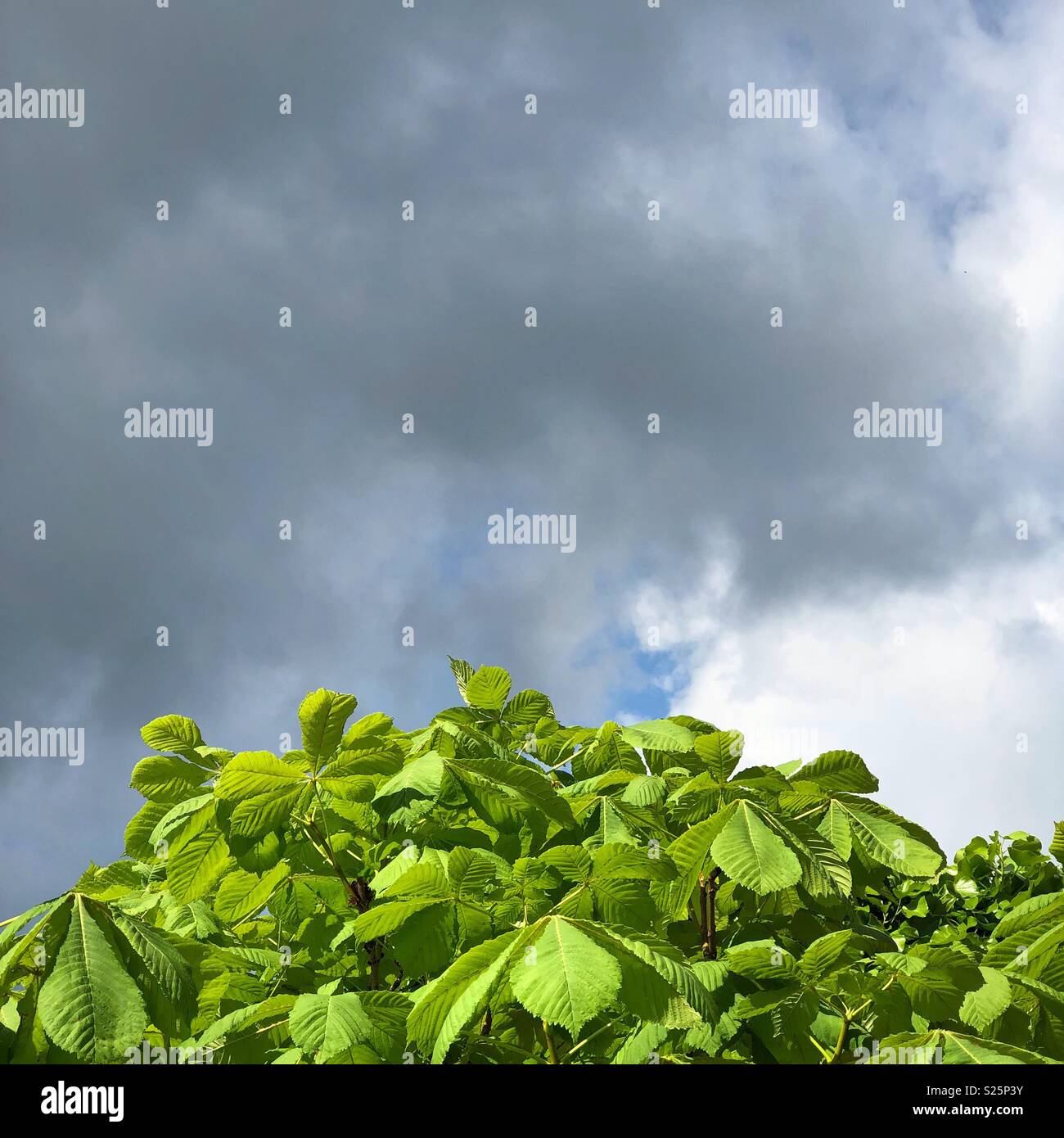 Top of the tree. - Smartphone Captured Stock Image