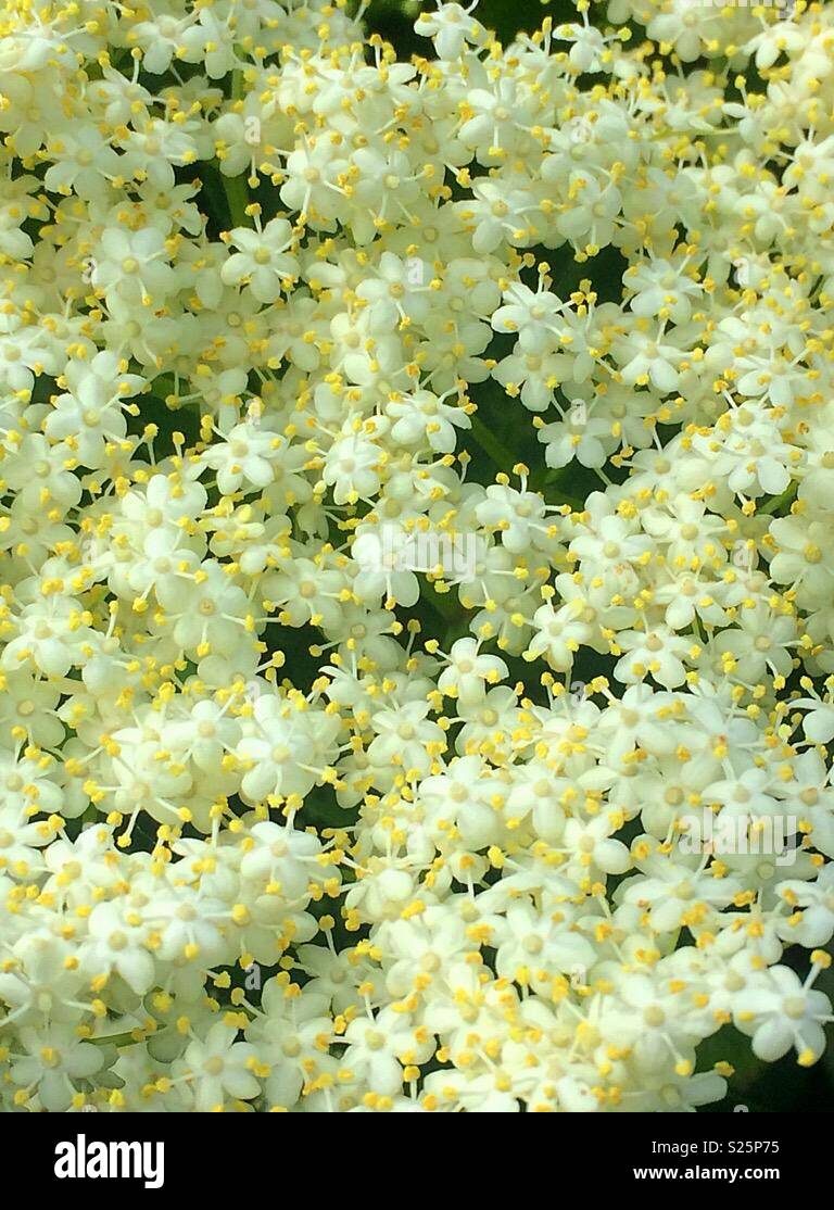 Beautiful white and yellow flowers in the springtime sunshine. Stadt Moers Park, Whiston, Knowsley, United Kingdom. - Smartphone Captured Stock Image