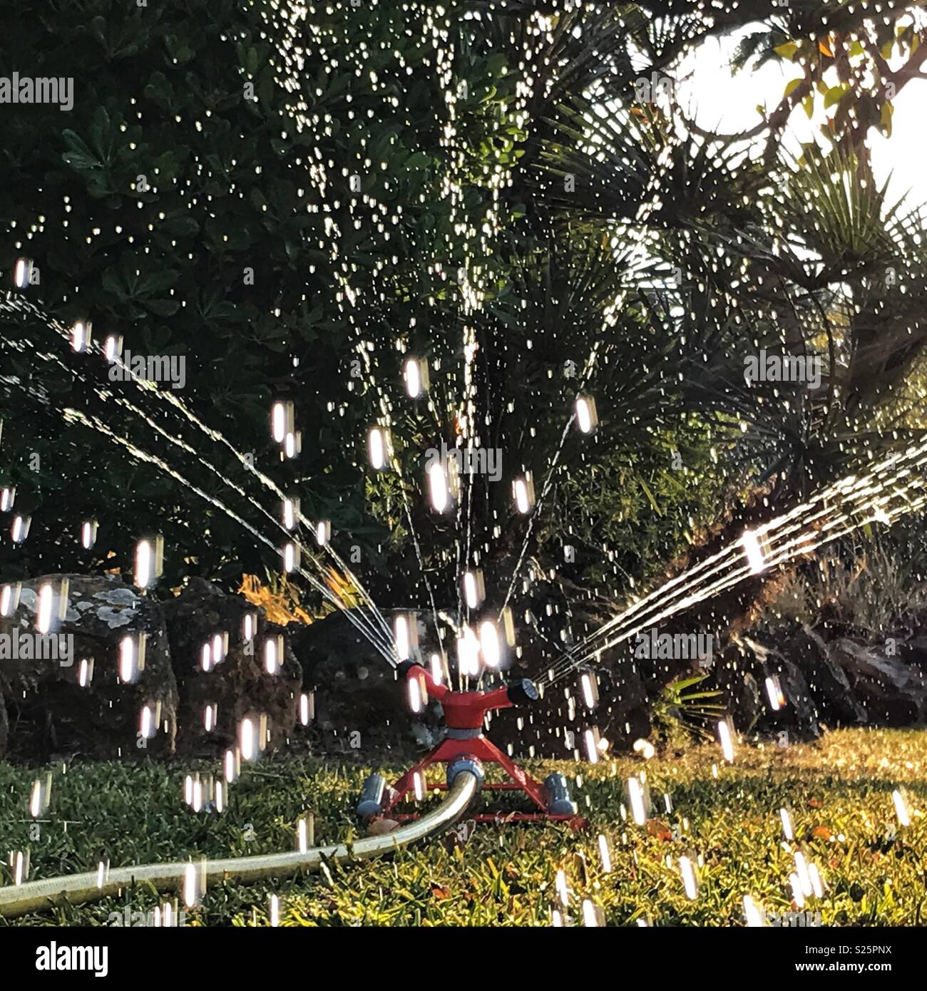 Watering the garden with a sprinkler attached to a hose, Spain - Smartphone Captured Stock Image