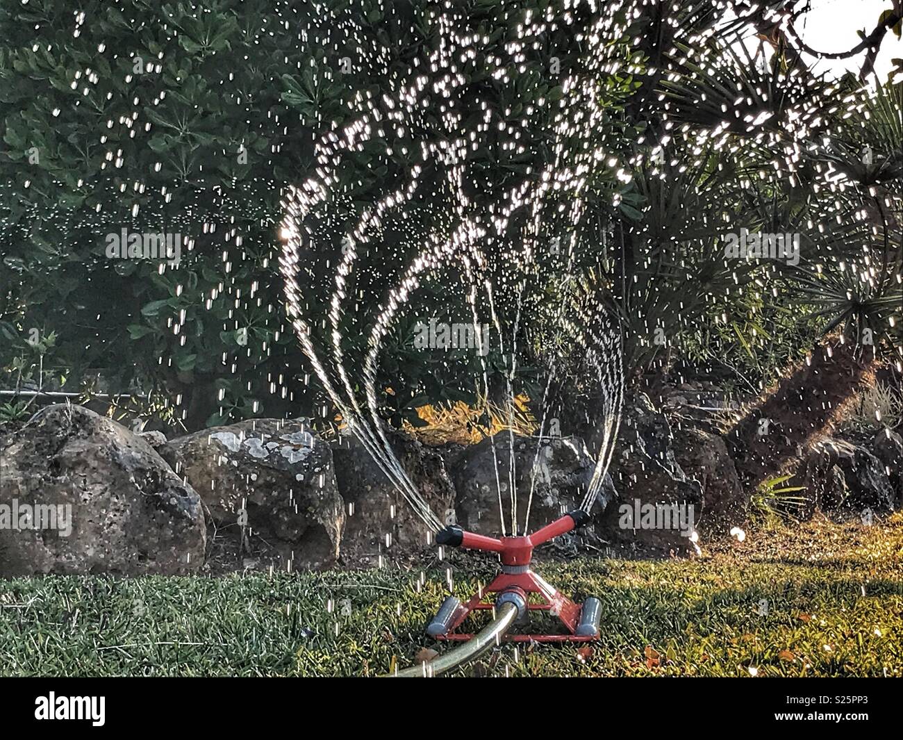 Watering the garden with a sprinkler attached to a hose, Spain - Smartphone Captured Stock Image