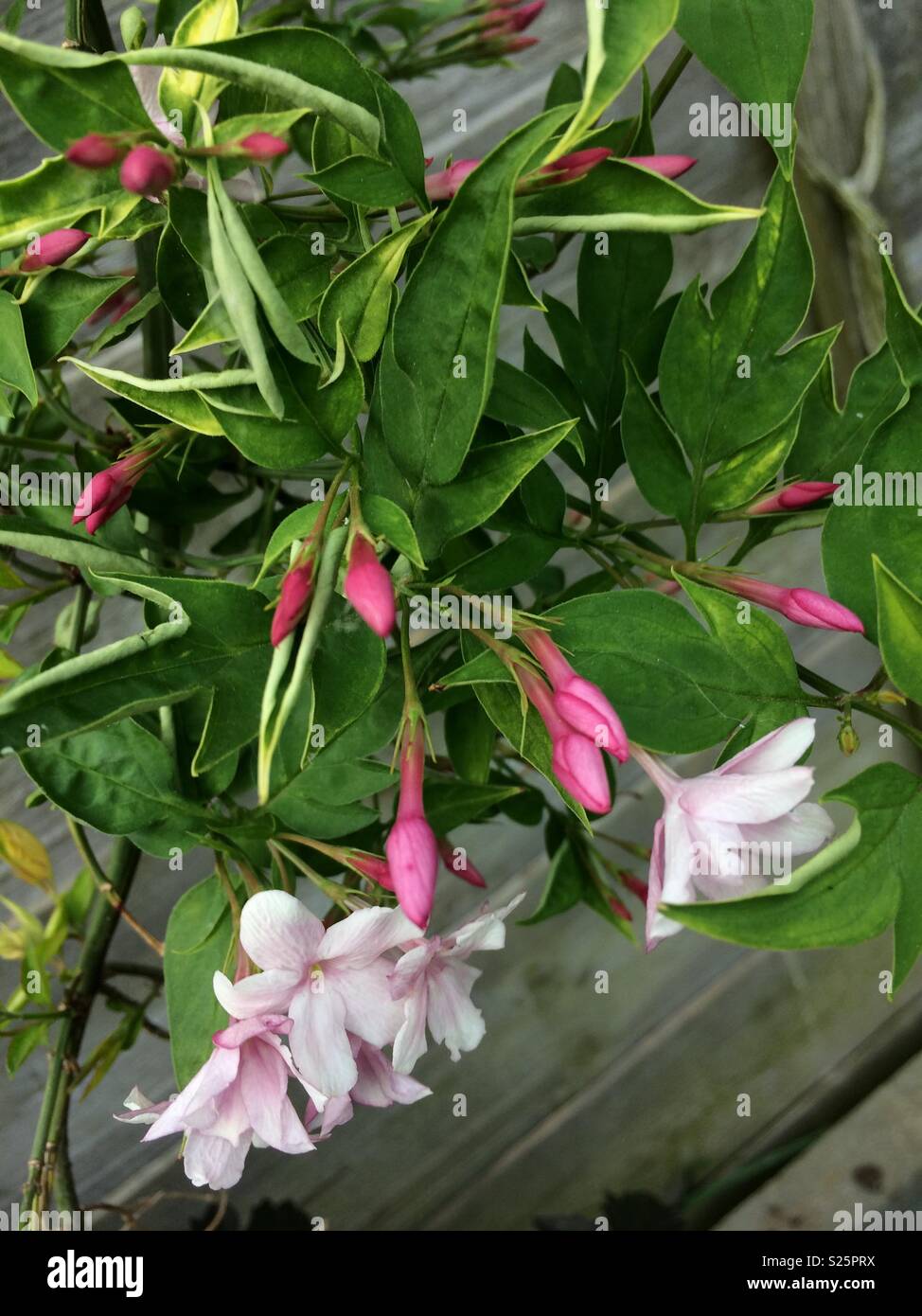 Pink jasmine hires stock photography and images Alamy