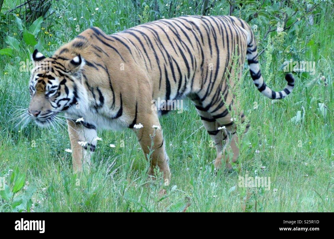 Tiger at Chester zoo - Smartphone Captured Stock Image
