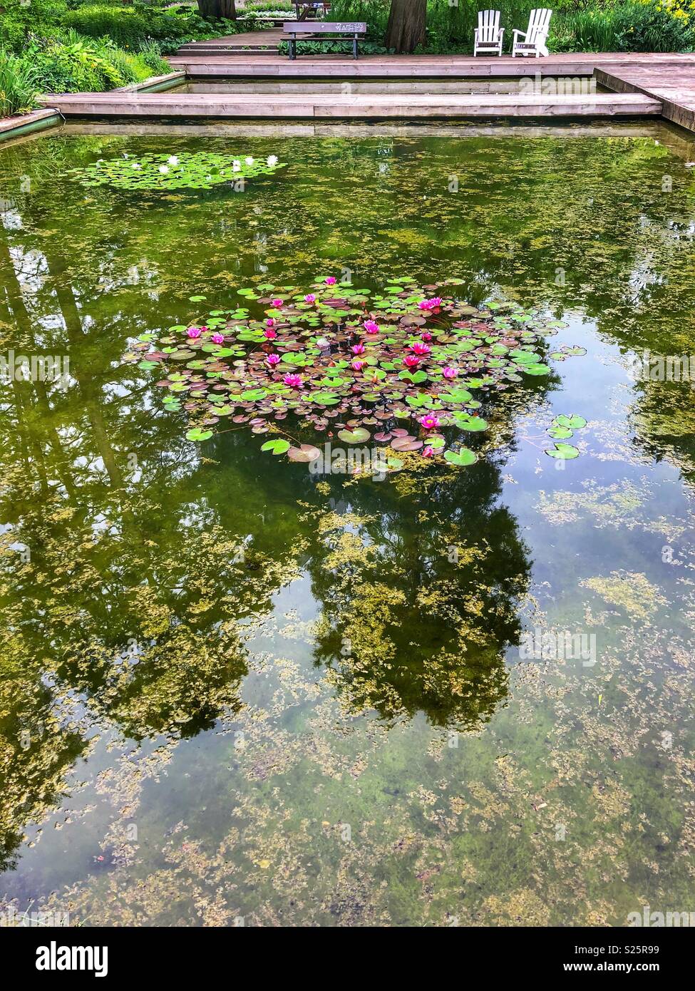 Lily pond reflection trees hi-res stock photography and images - Alamy