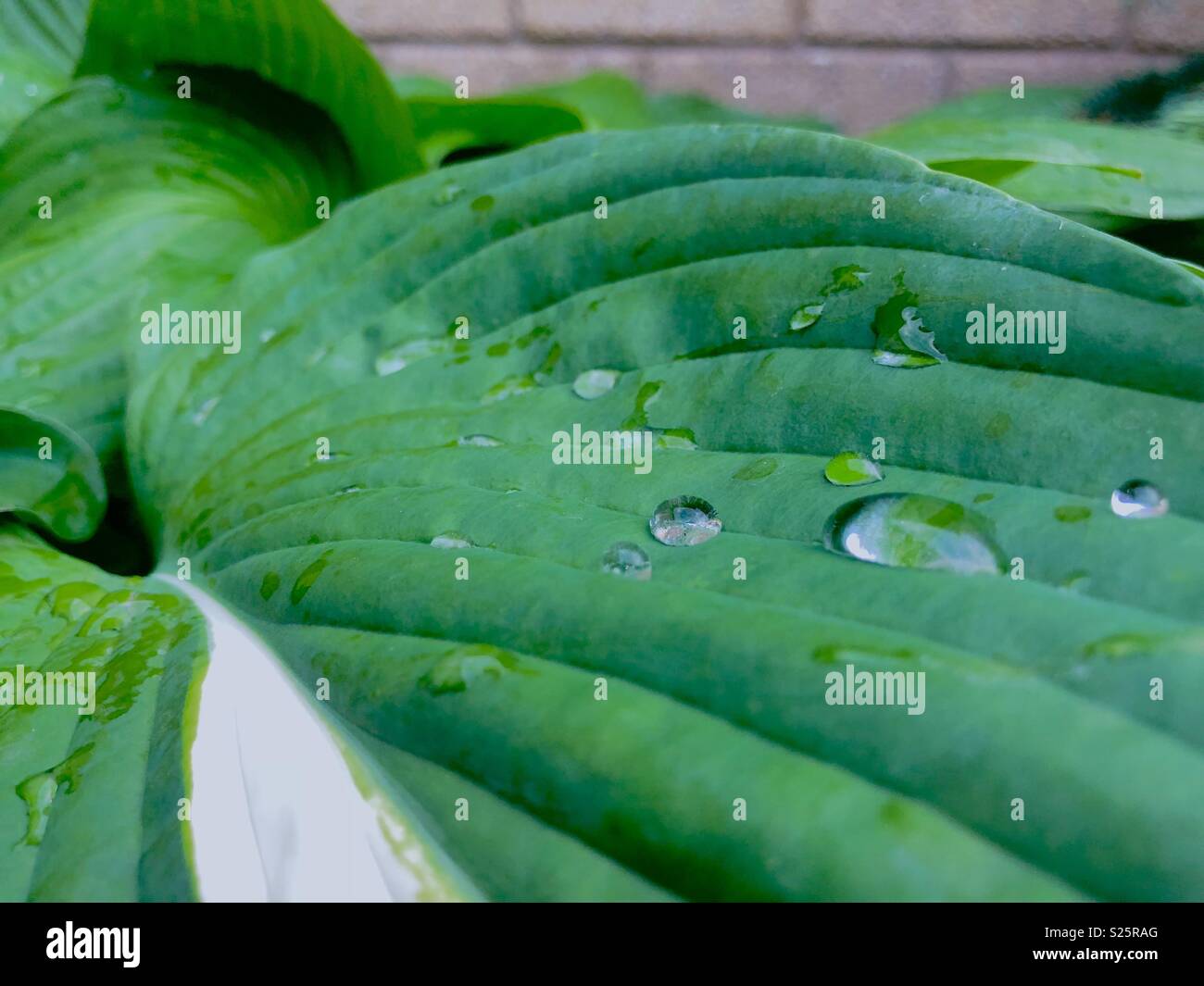 Green leaves with water droplet Stock Photo
