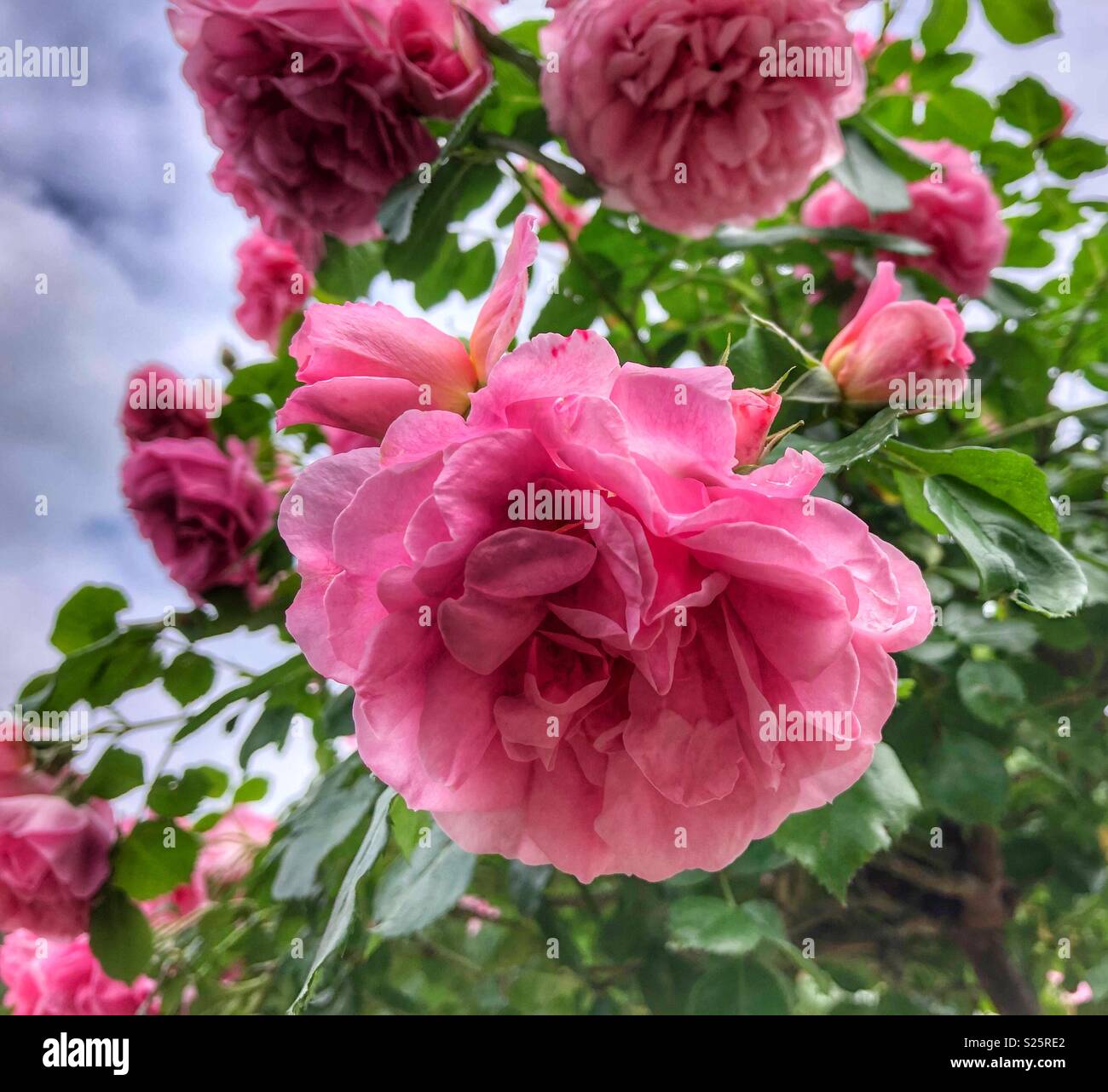 Bright pink roses Stock Photo - Alamy