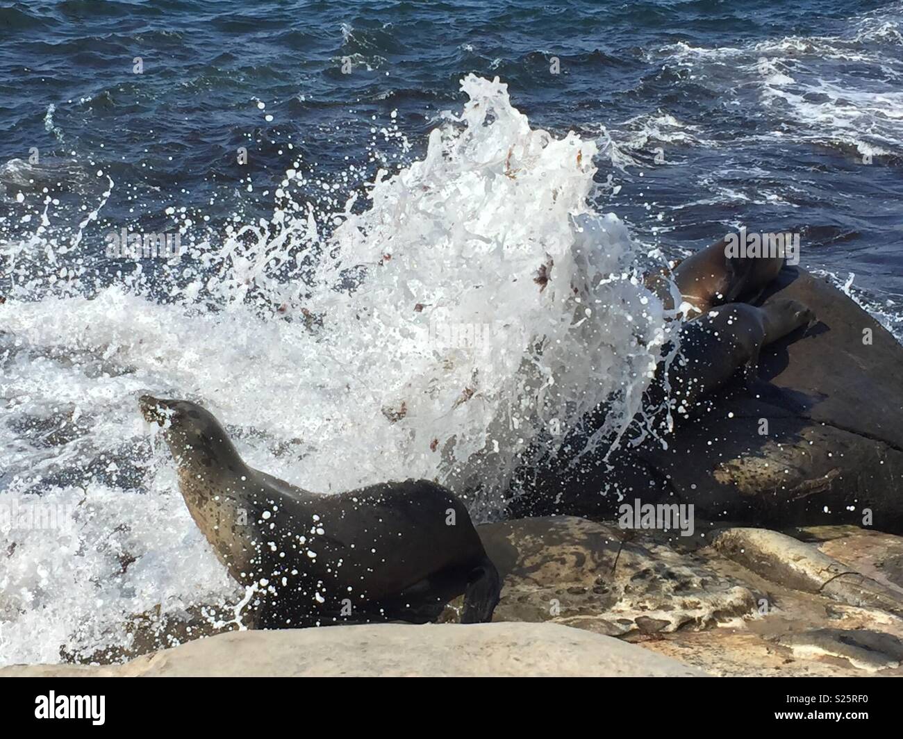 San Diego Seals Stock Photo Alamy