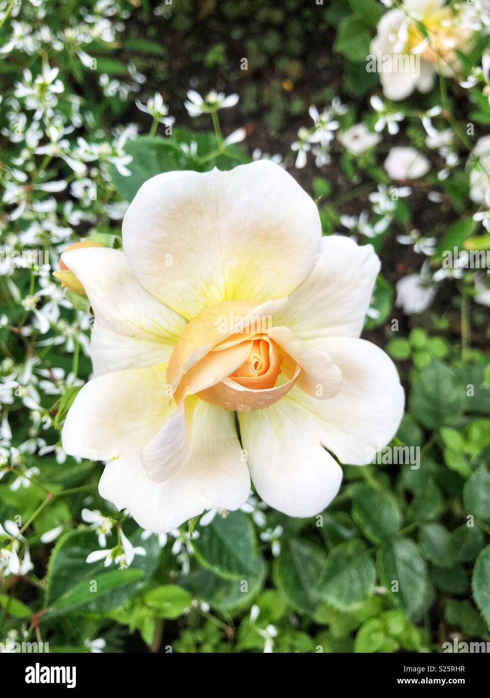 White rose blooms up close hi-res stock photography and images - Alamy