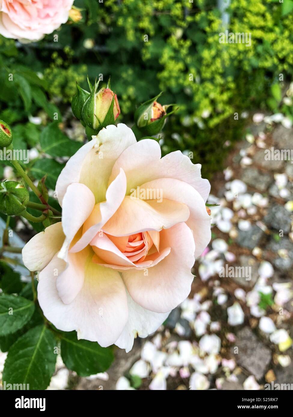 Fallen white rose hi-res stock photography and images - Alamy