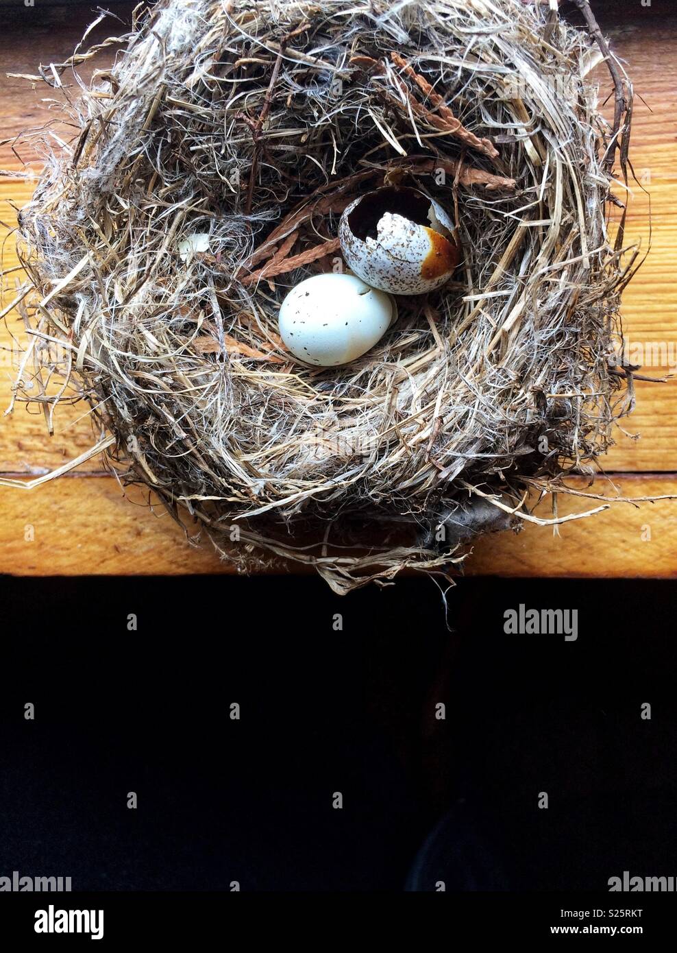 https://c8.alamy.com/comp/S25RKT/birds-nest-with-speckled-eggs-S25RKT.jpg