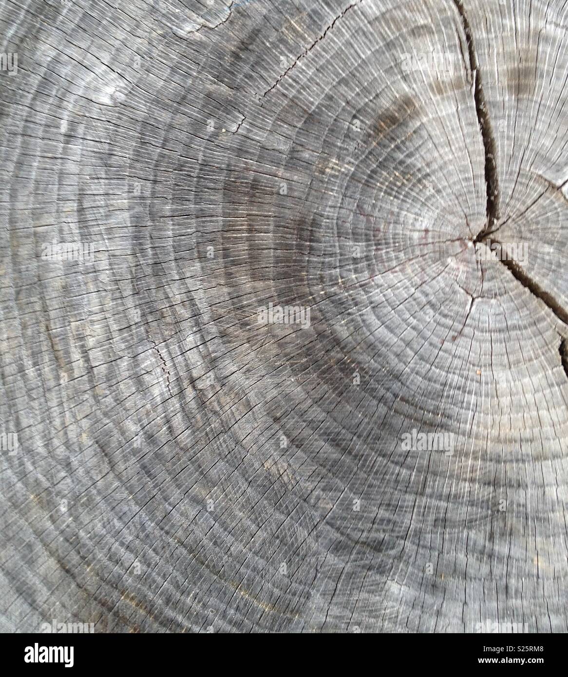 Large old tree rings Stock Photo Alamy