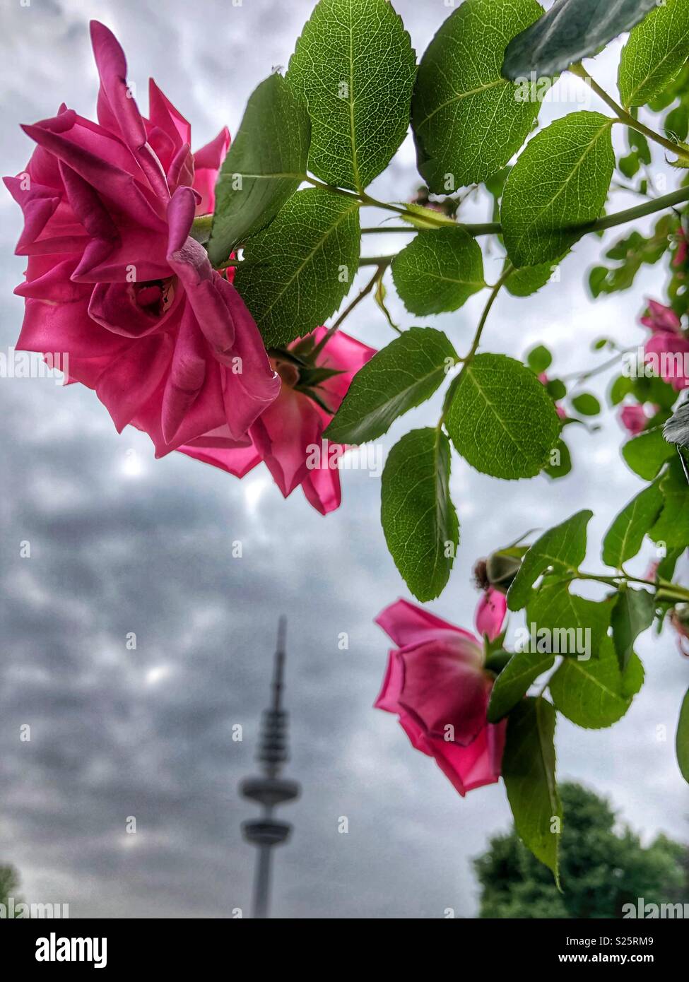 Pink roses at Planten un Blomen in Hamburg, Germany. - Smartphone Captured Stock Image