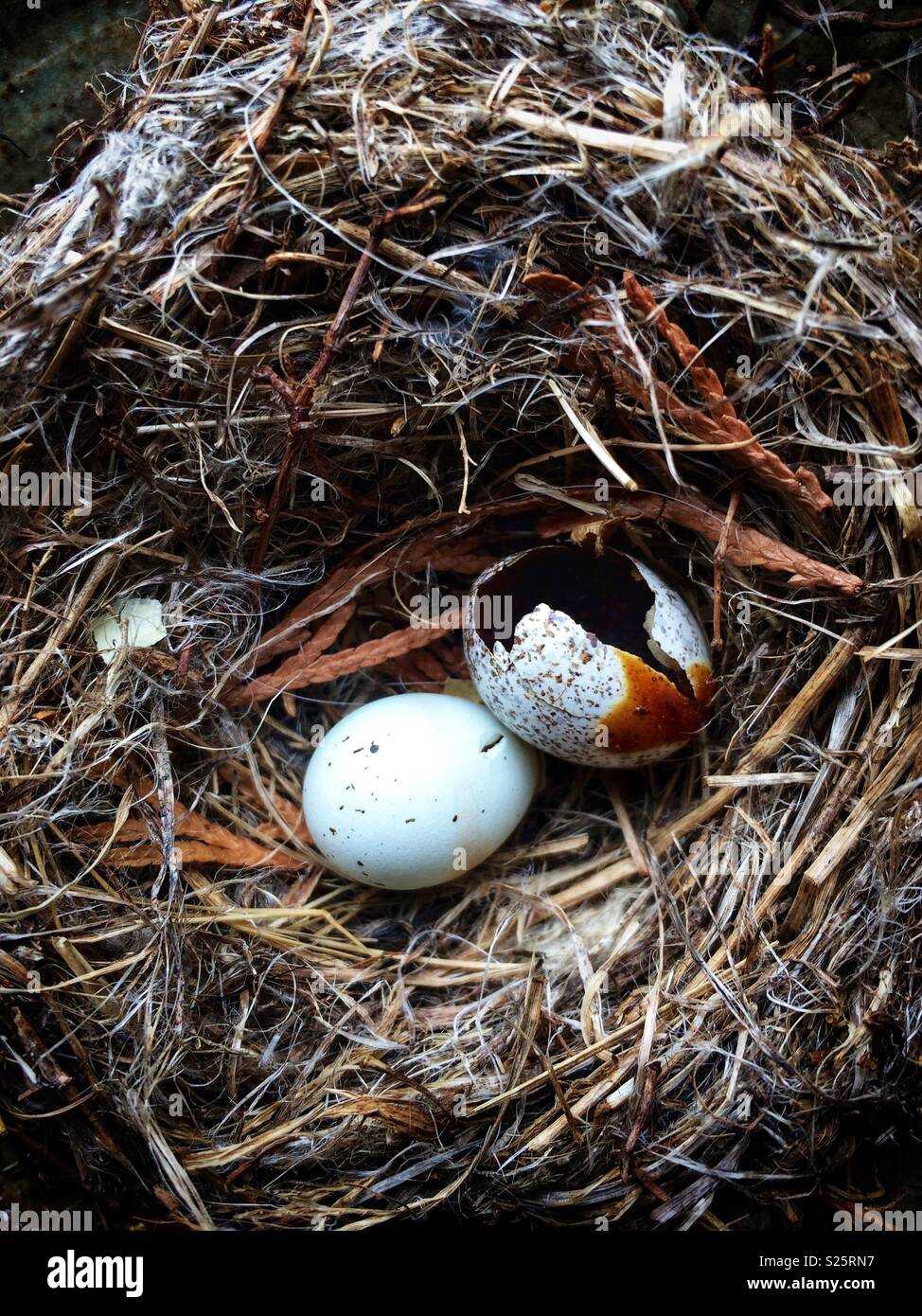 Closeup of Birds nest with speckled eggs Stock Photo Alamy