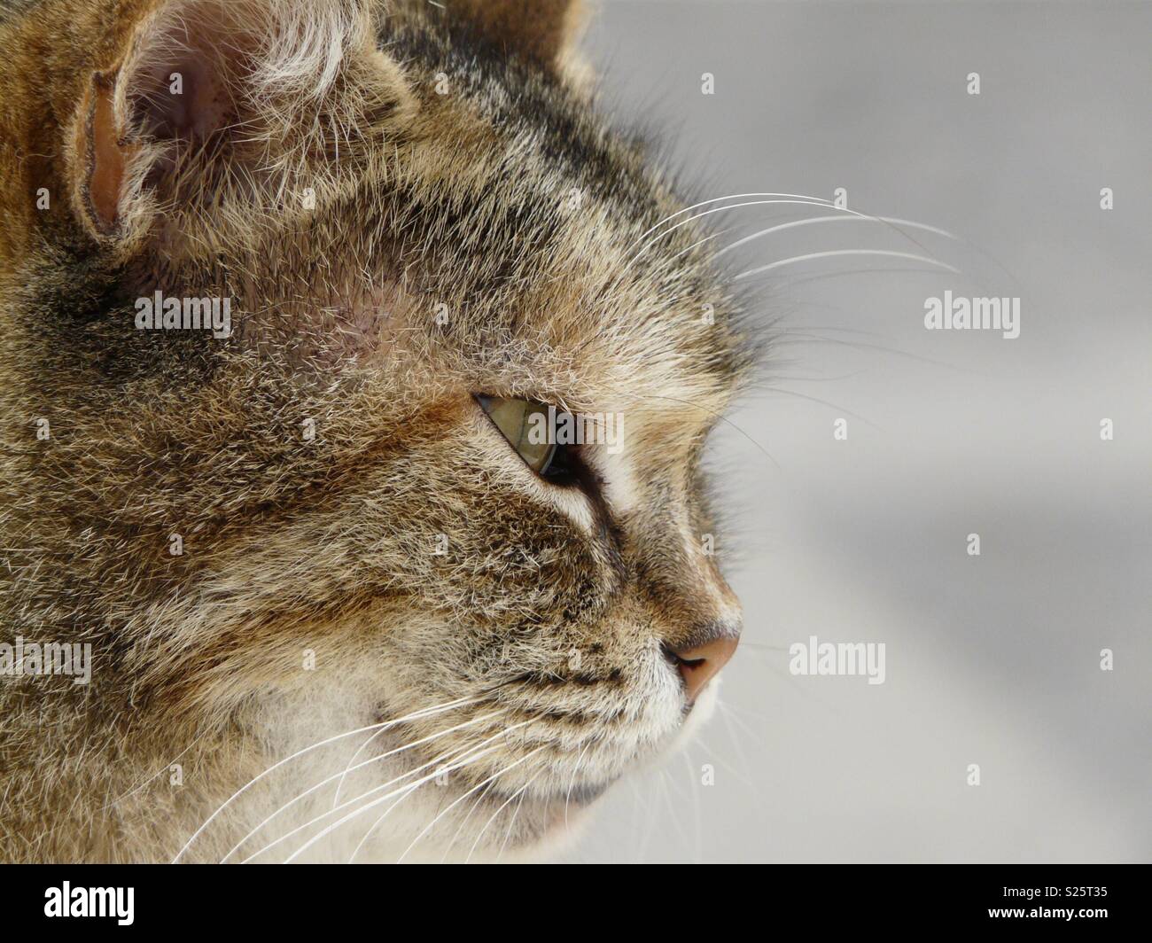 Tabby cat face close up Stock Photo