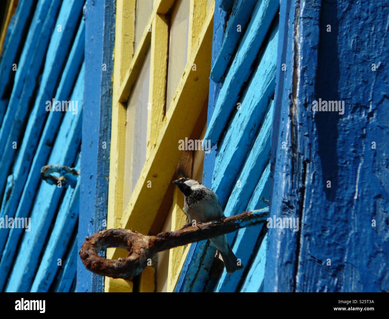 Sparrow against old brightly painted windows Stock Photo