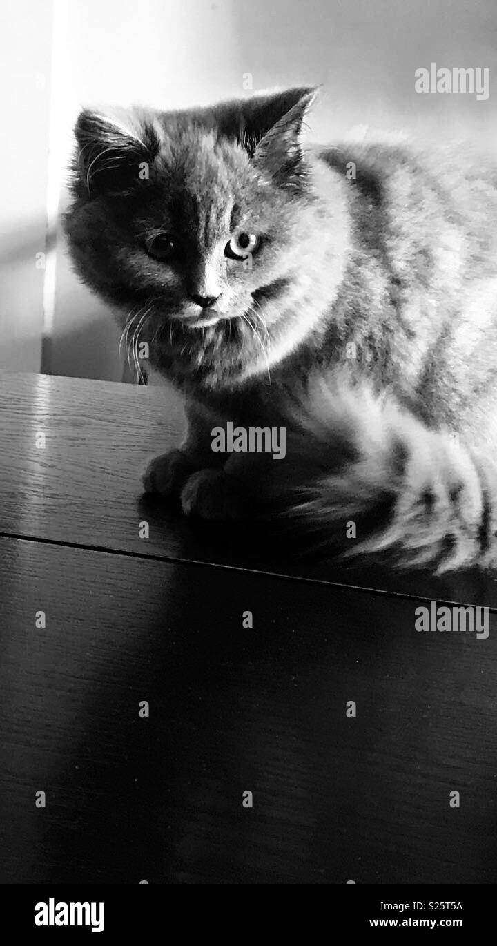 British long hair cat - Smartphone Captured Stock Image