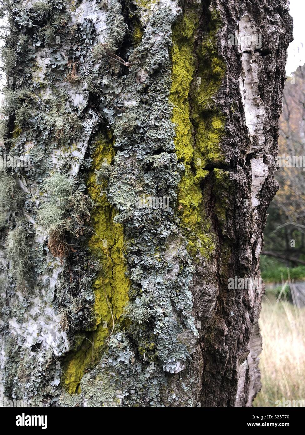 Trunk of tree with different lichens growing on it Stock Photo
