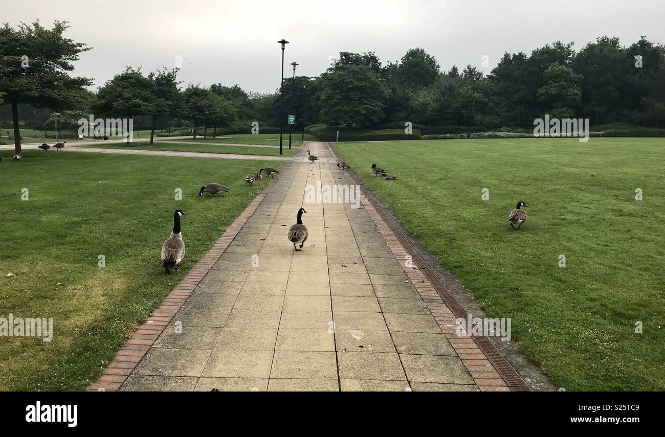 Canadian geese - Smartphone Captured Stock Image