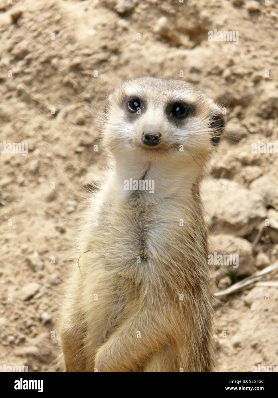 Cute meerkat Stock Photo