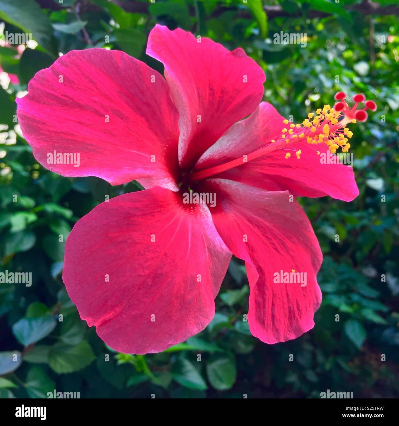 Bunga Raya Stock Photos Bunga Raya Stock Images Alamy