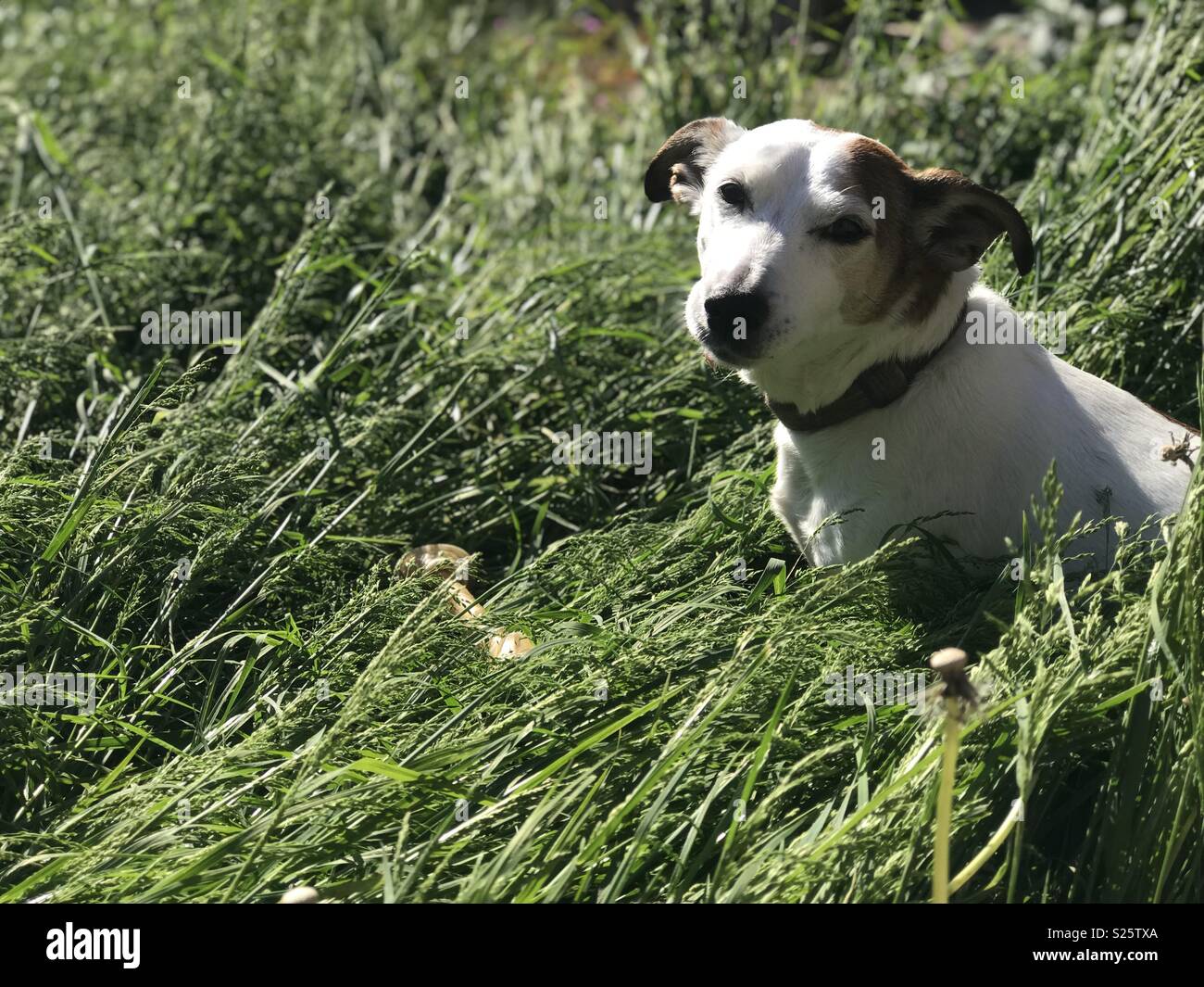Dog in the grass Stock Photo - Alamy