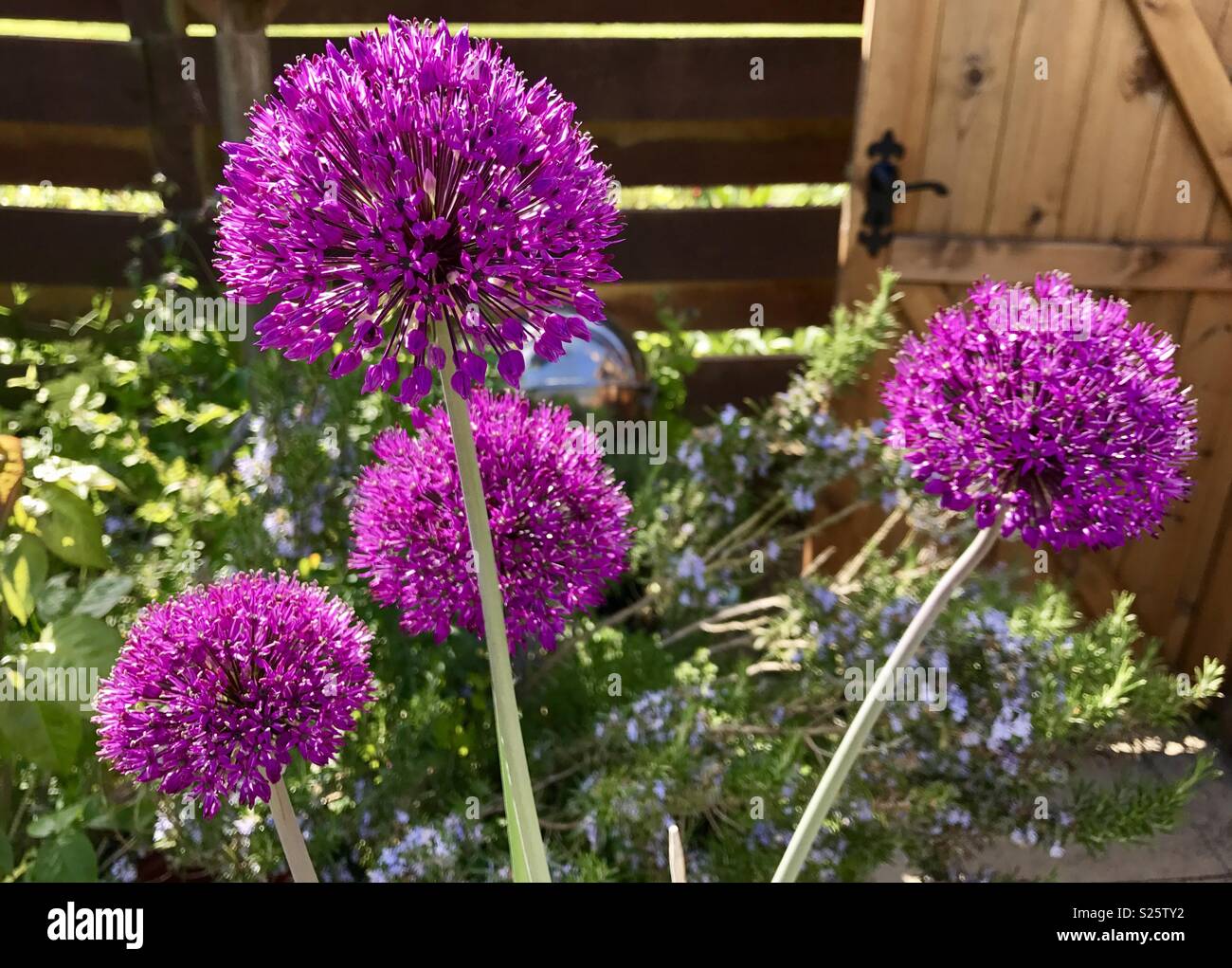Vibrant purple blooms hi-res stock photography and images - Alamy