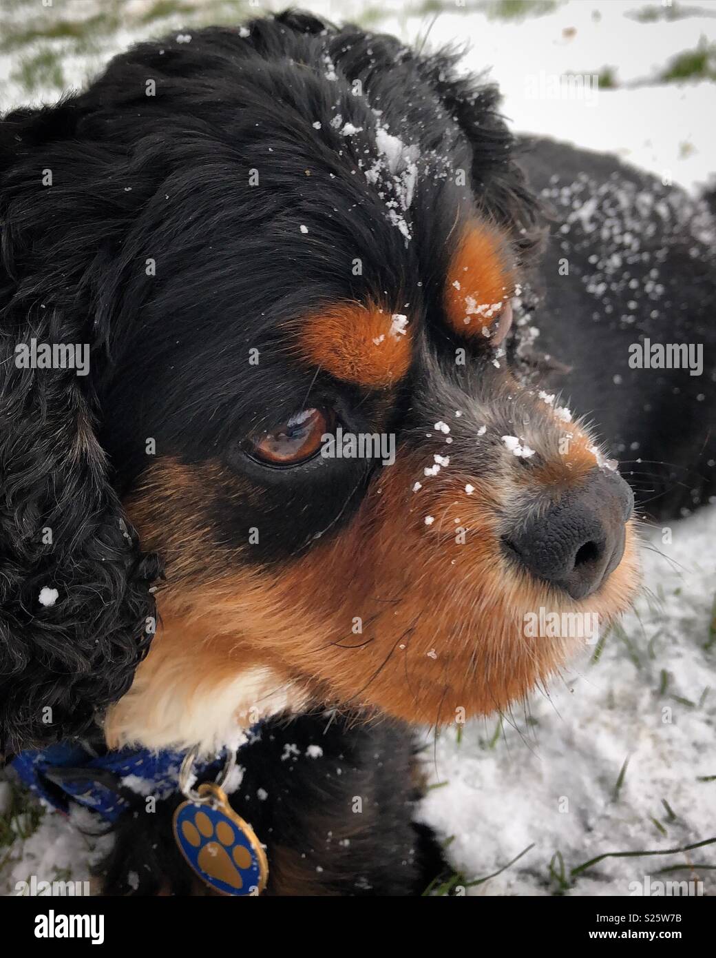 charlie king charles spaniel