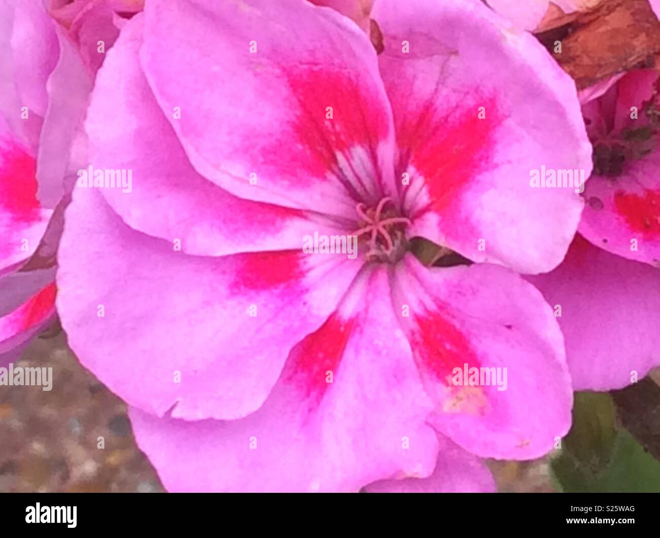 Pink geranium plant - Smartphone Captured Stock Image