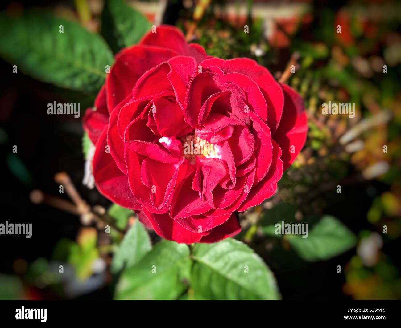 Rose in full sunlight Stock Photo Alamy