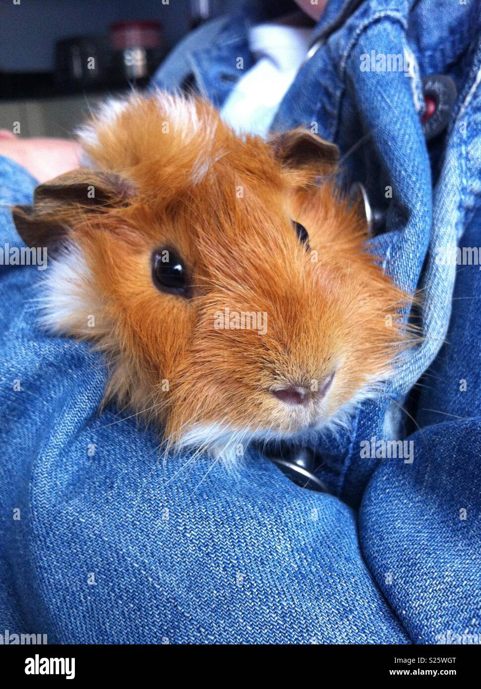 Ginger guinea pig Stock Photo