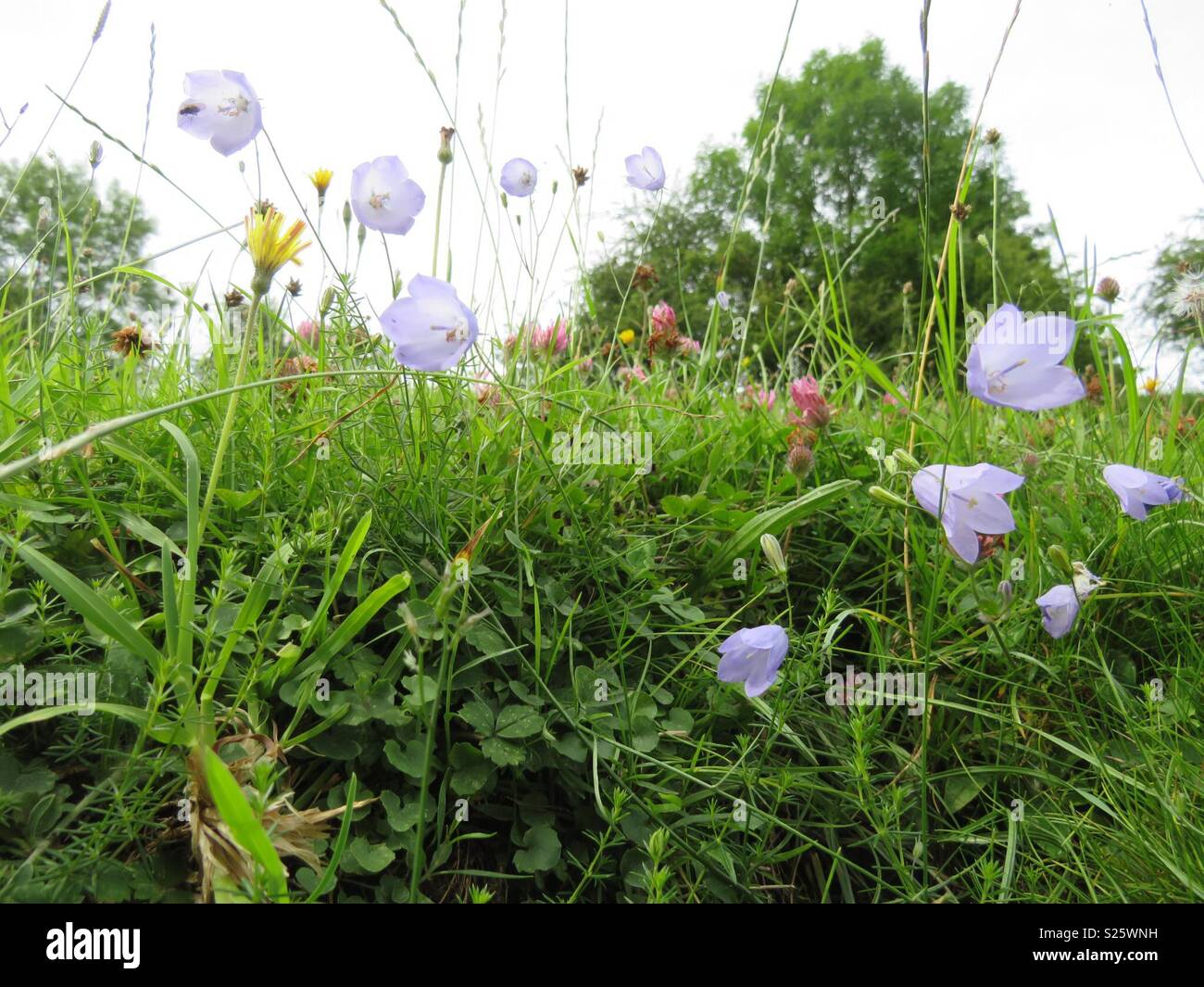 English countryside flowers hi-res stock photography and images - Alamy