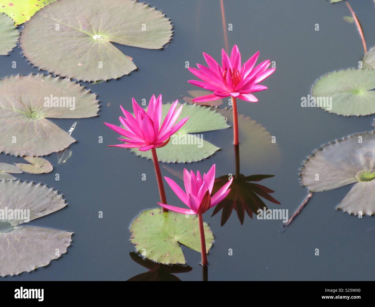Lotus lilies - Smartphone Captured Stock Image