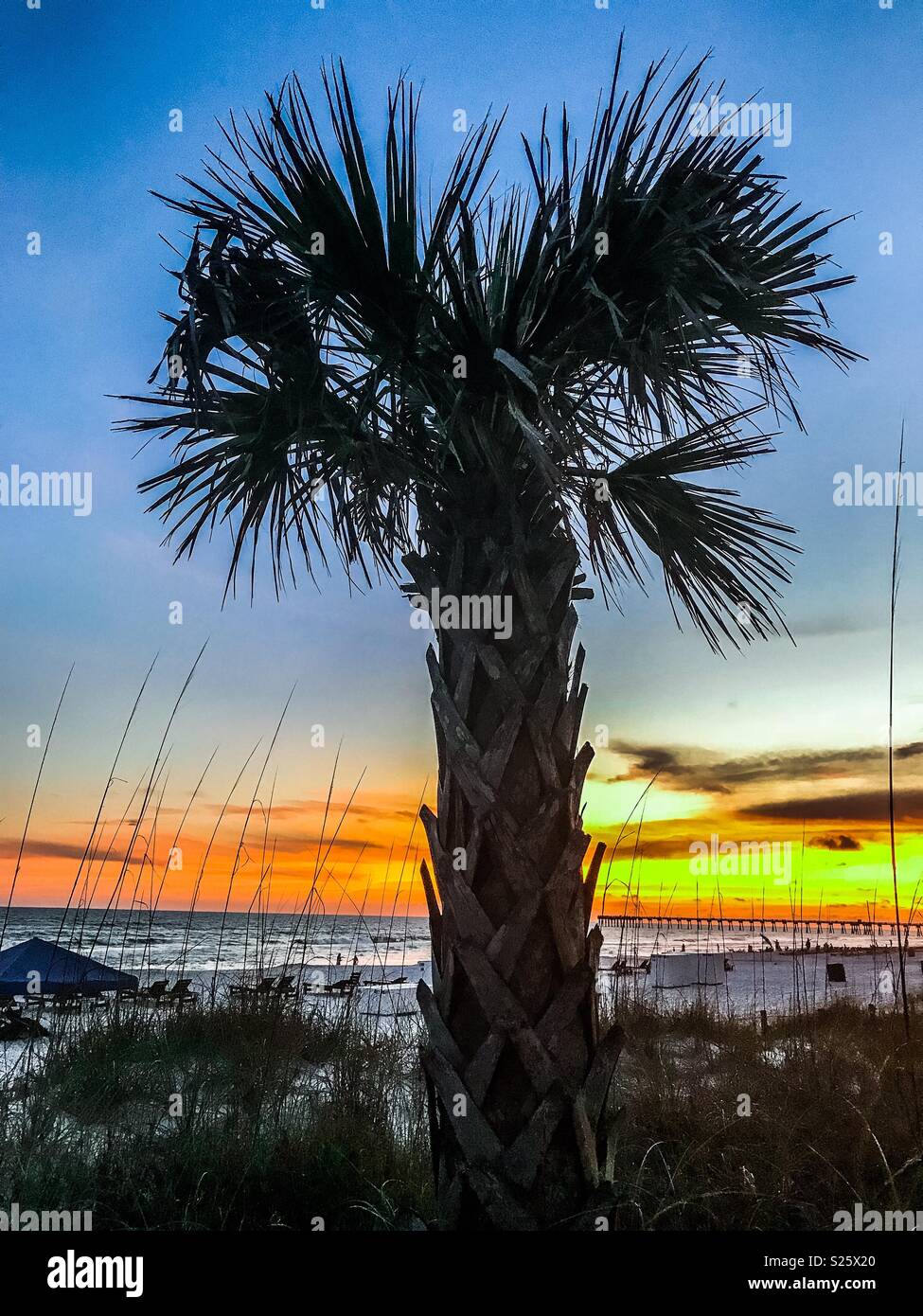 Palm Tree on the Beach Stock Photo Alamy