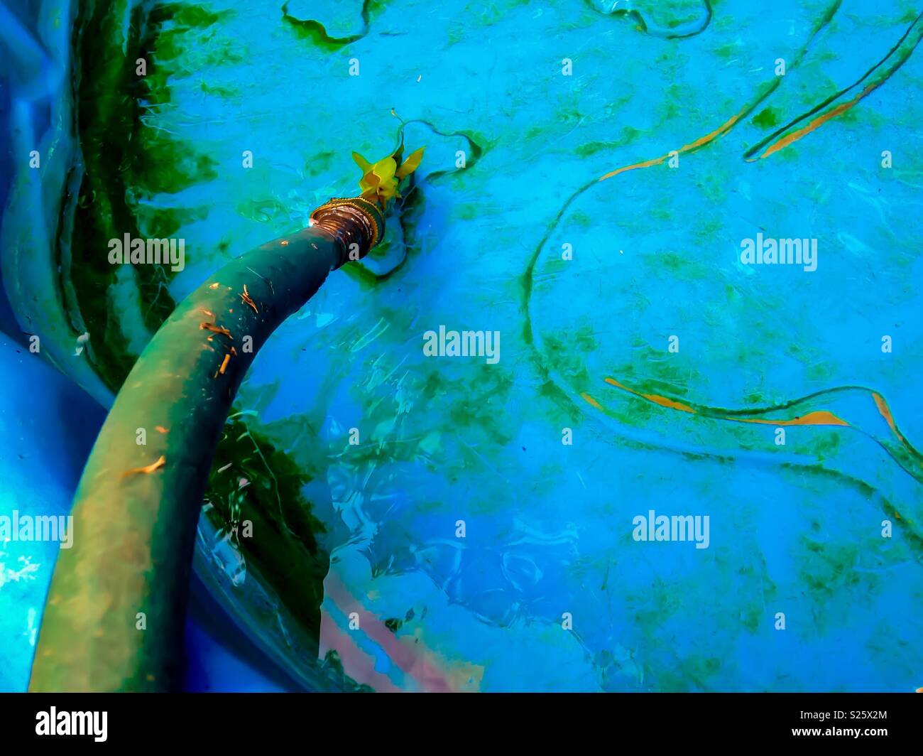 Aqua effect as garden hose pipes water into blue scum-lined wading pool - Smartphone Captured Stock Image
