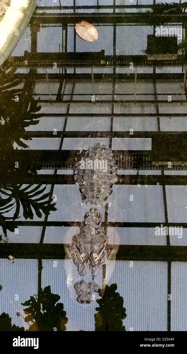 Crocodile Berlin Tierpark Stock Photo