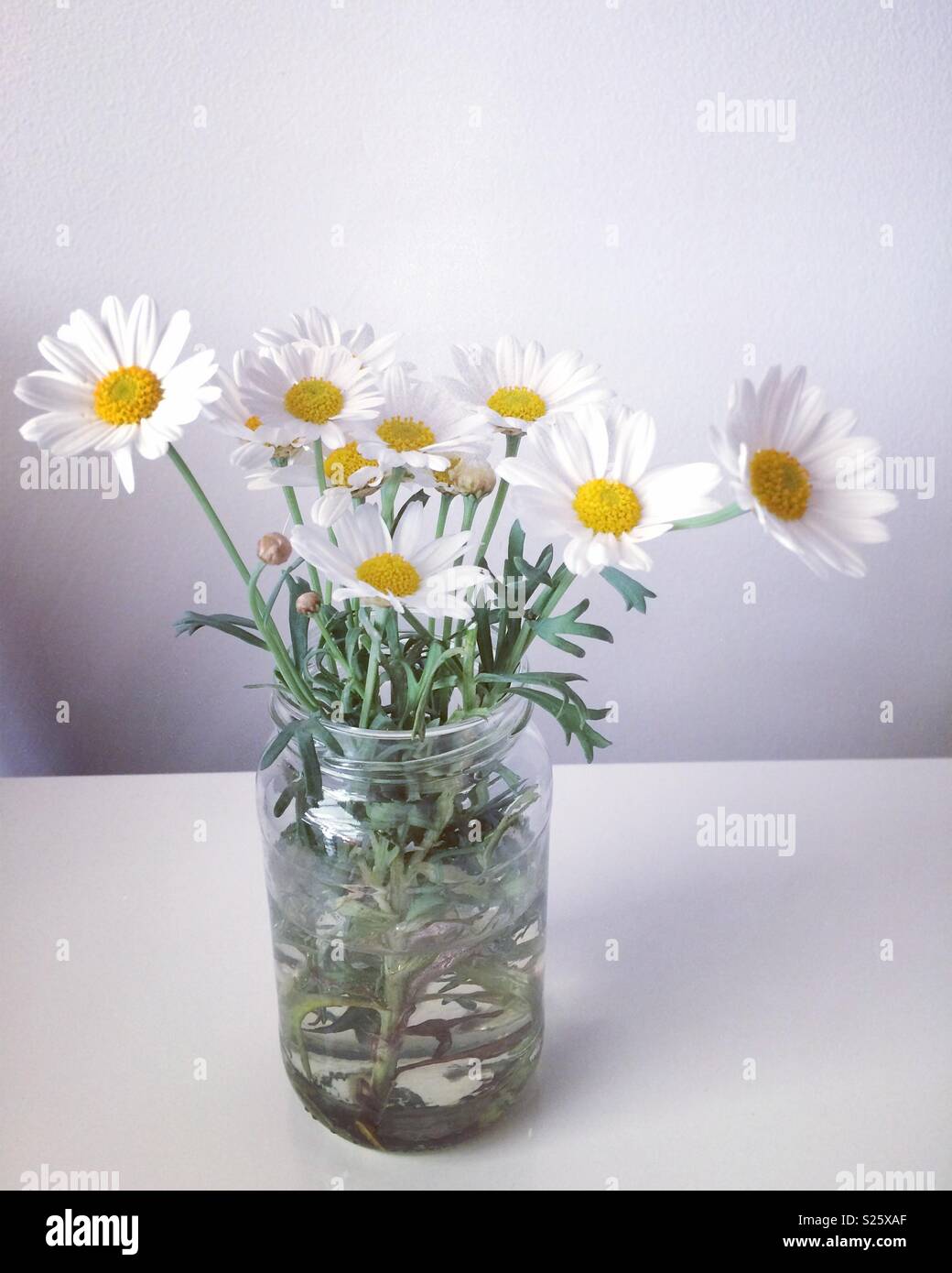 Daisies in a jar Stock Photo Alamy