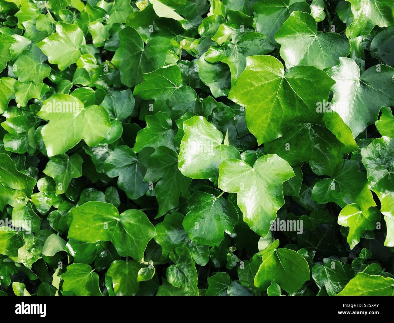 English ivy (Hedera helix) growing on a wall in England. Stock Photo