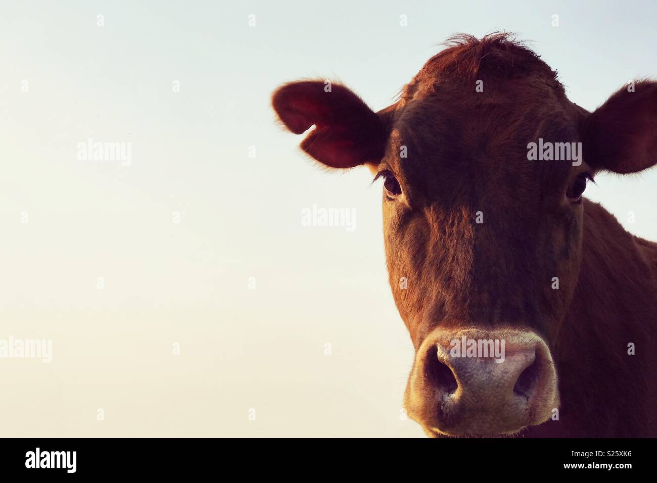 Closeup portrait of a young dairy cow looking calmly at camera. Stock Photo