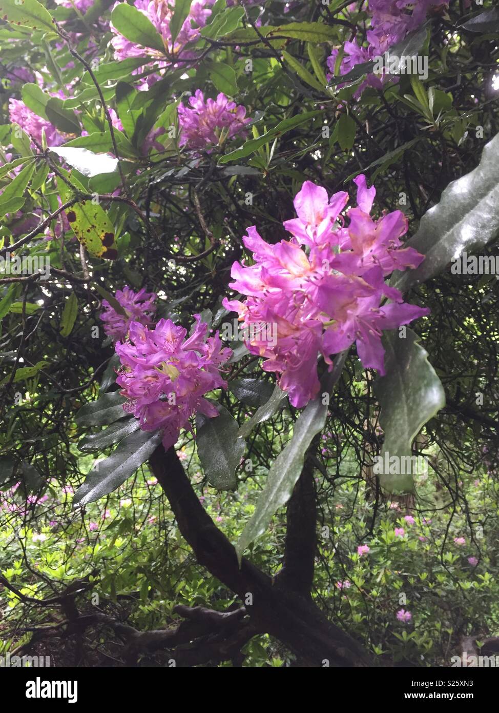 The lilac tree hi-res stock photography and images - Alamy