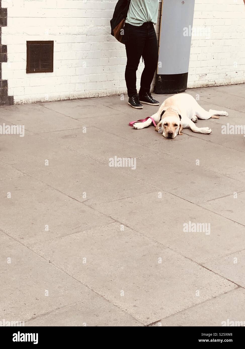 Depressed dog laying down on the pavement Stock Photo