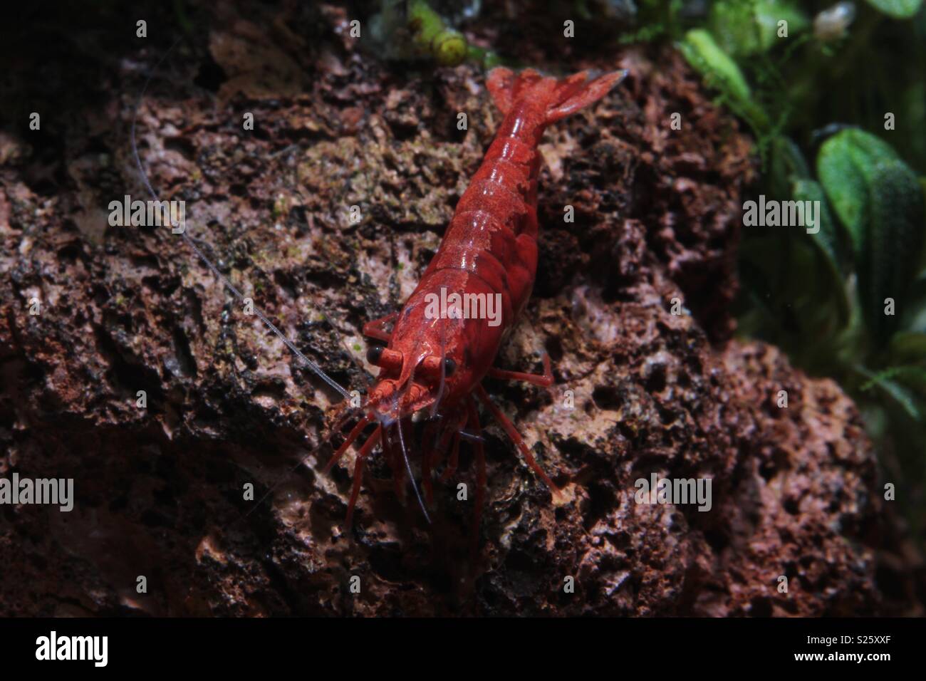 Painted Fire Red Shrimp Stock Photo