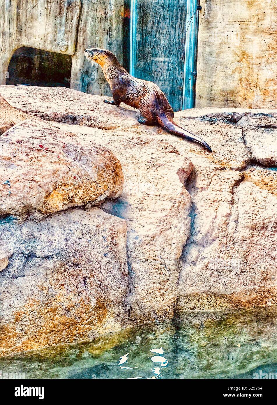 Female otter sitting on rock by the pool at the zoo - Smartphone Captured Stock Image