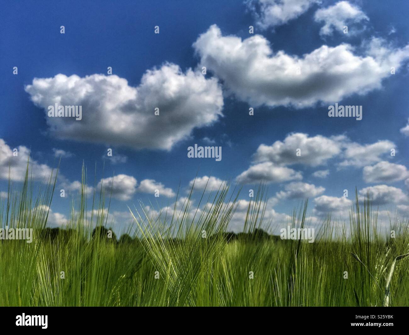 Green wheat field on a sunny day in North Yorkshire - Smartphone Captured Stock Image
