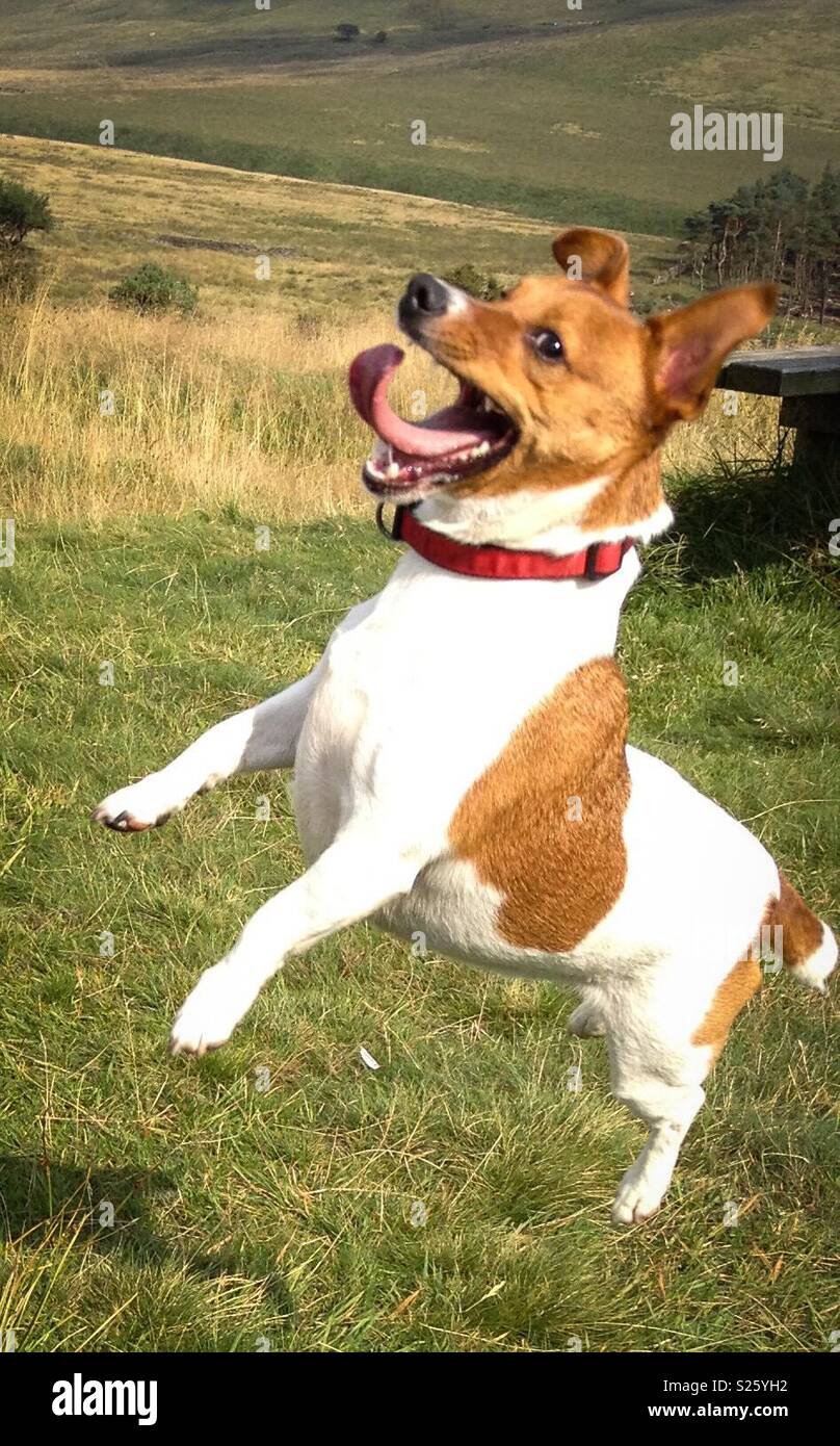 Jack Russell dog jumping Stock Photo Alamy