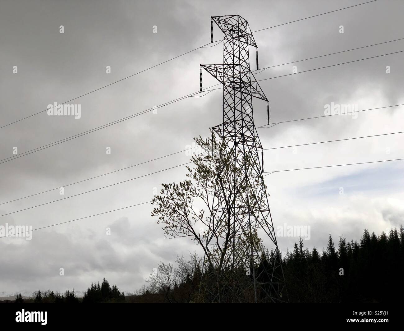 Power lines In a Forest Stock Photo