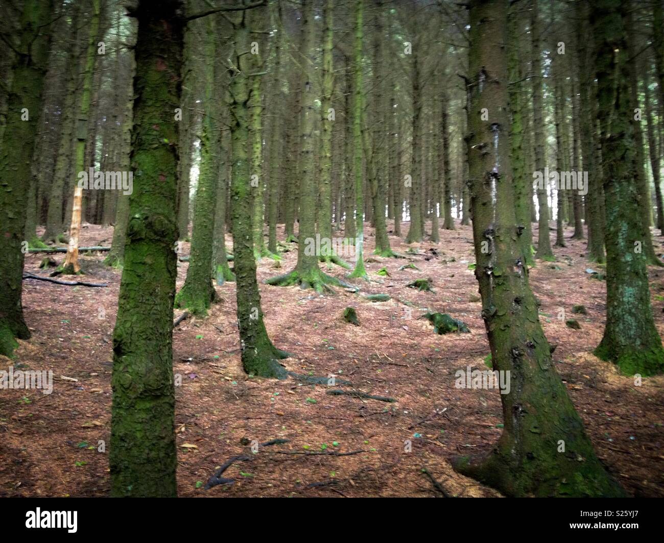 Woods woodland trees hi-res stock photography and images - Alamy