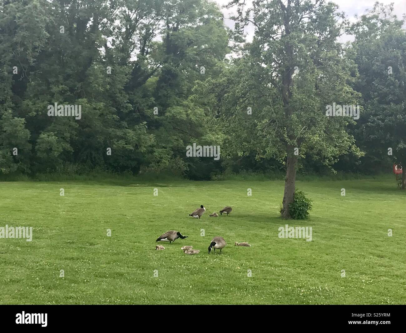 Geese under a tree - Smartphone Captured Stock Image