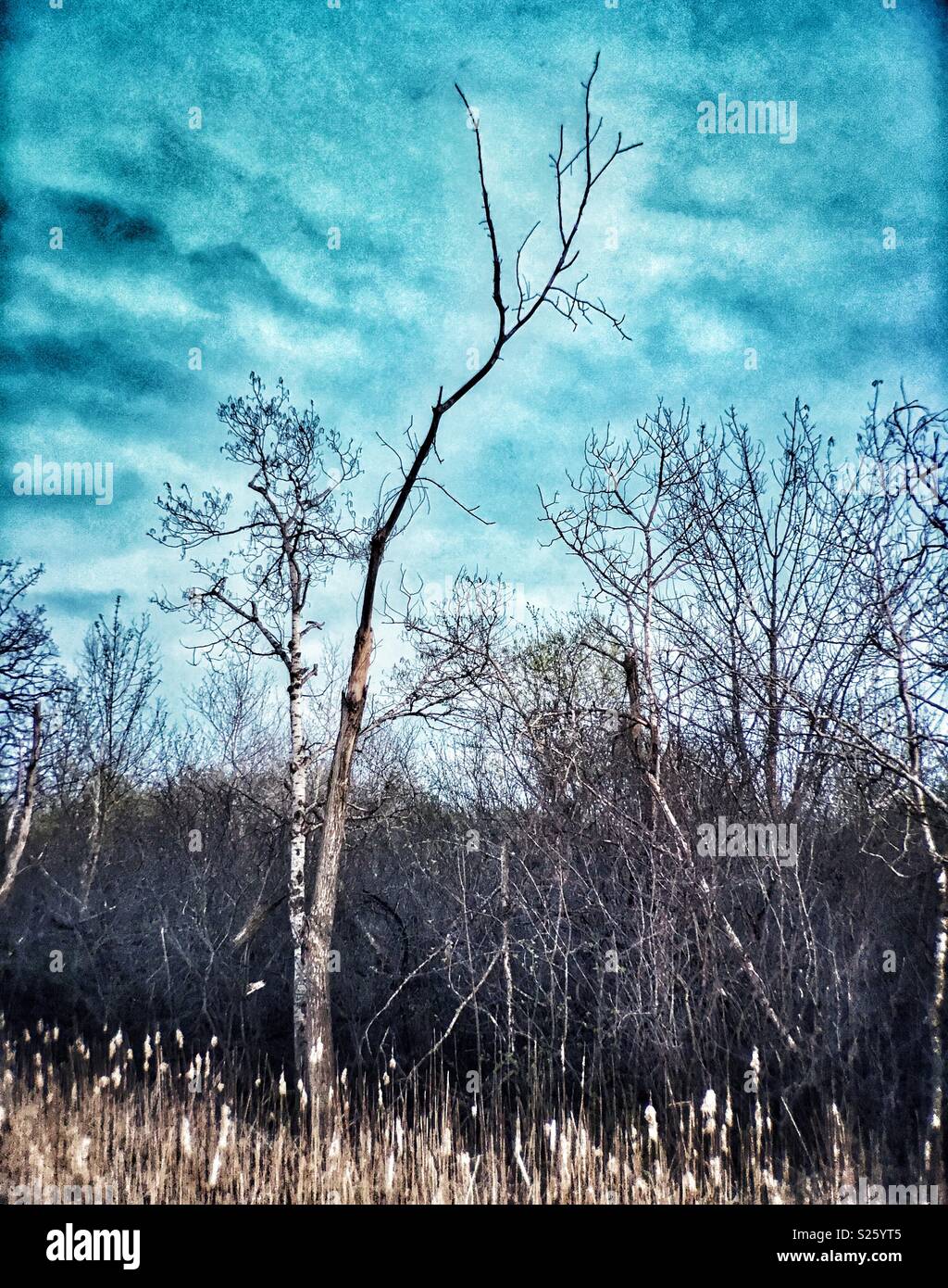 Dramatic landscape of birch tree in Marsh against dark sky - Smartphone Captured Stock Image Dramatic landscape of birch tree in Marsh against dark sky - Smartphone Captured Stock Image