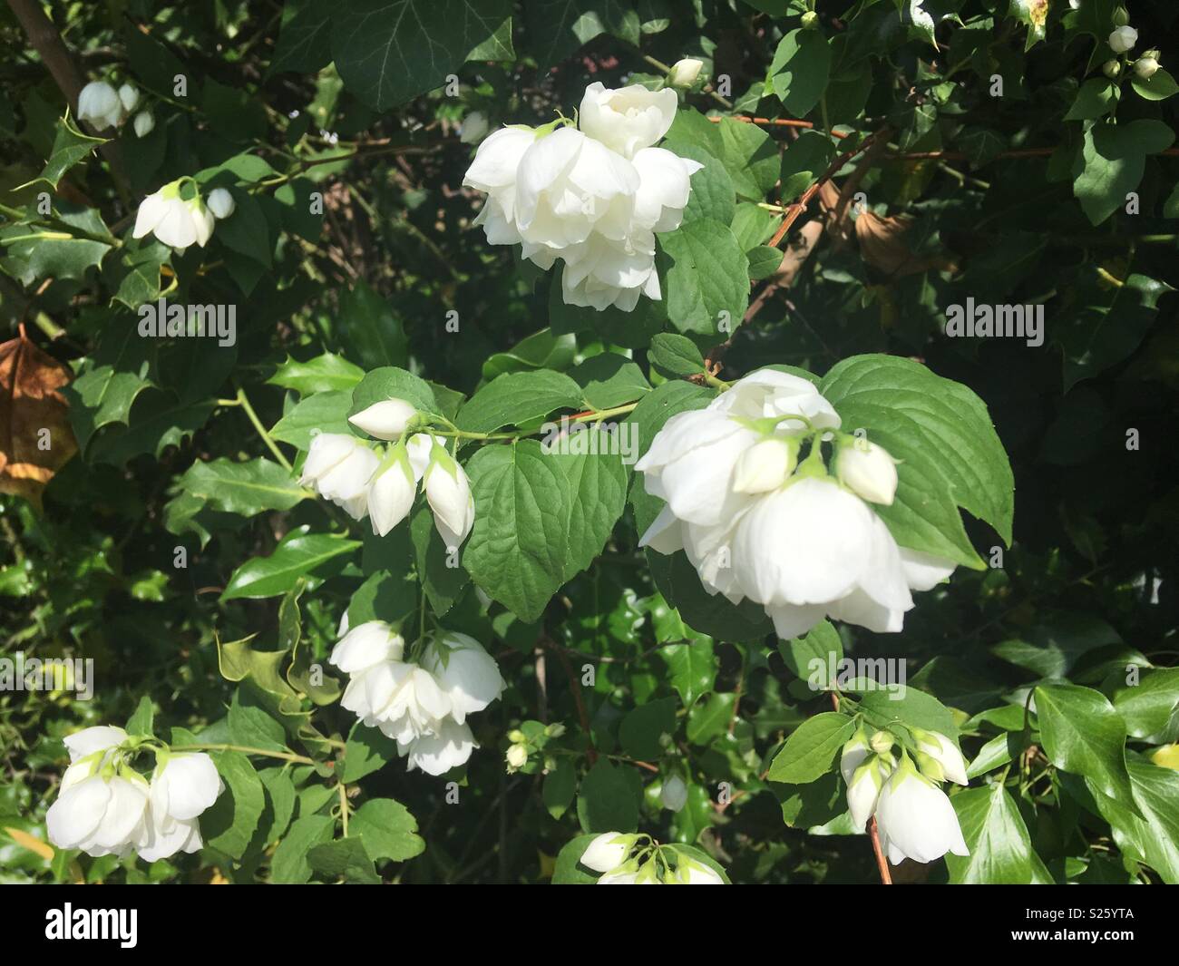 Cascading flowers hires stock photography and images Alamy