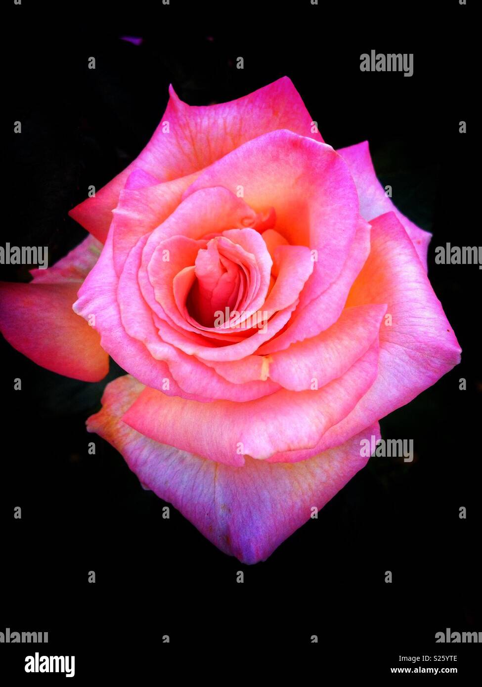 Beautiful Rose. RHS Garden Wisley, England. Stock Photo