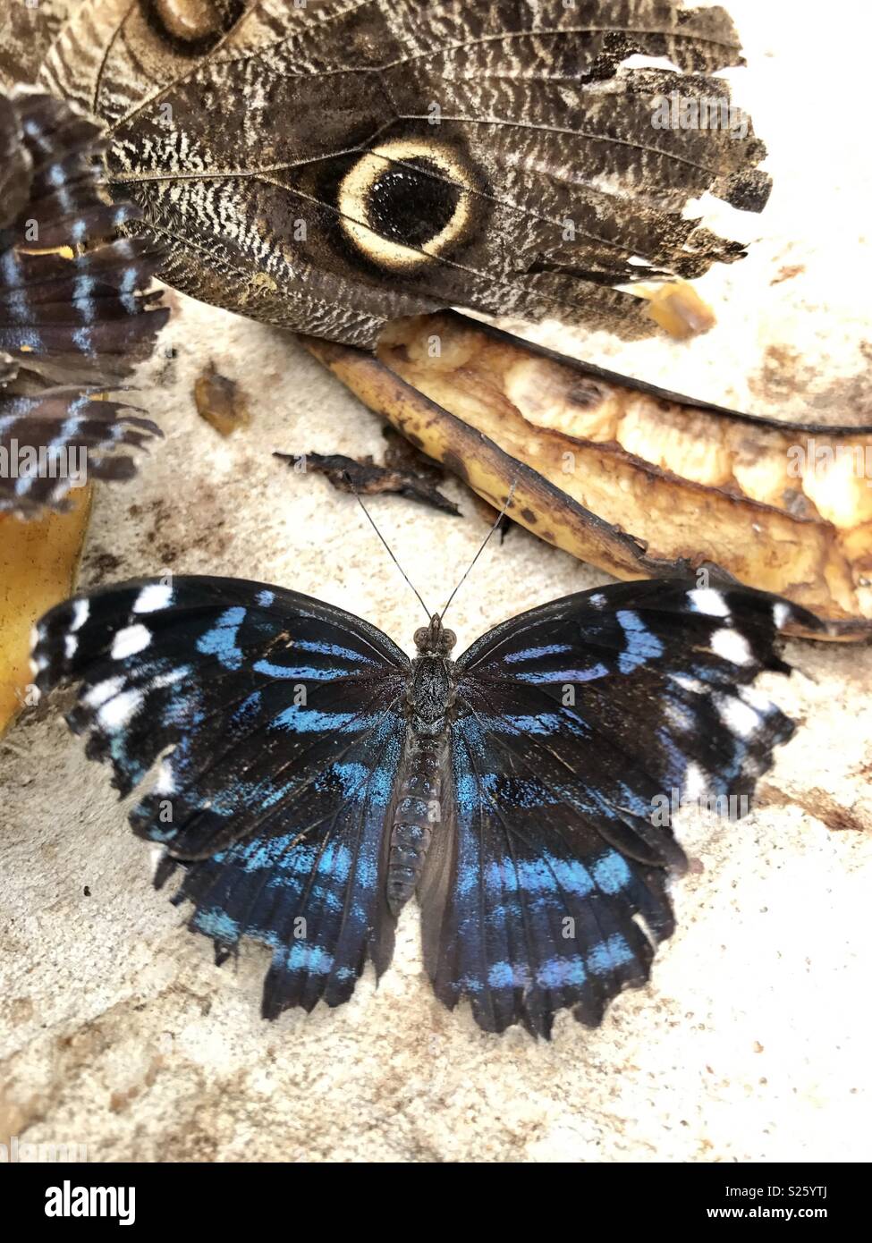 Butterflies feeding on banana Stock Photo Alamy